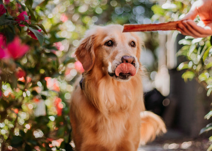 What to do if your dog is allergic to Beef