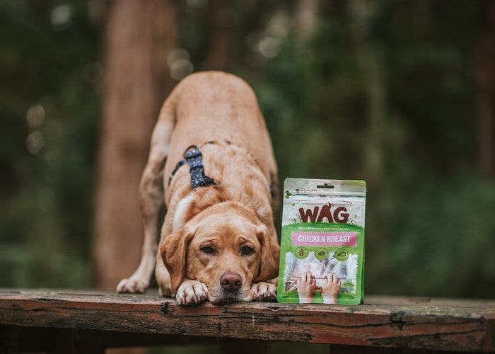 10 tips for training your dog from trainers around Australia