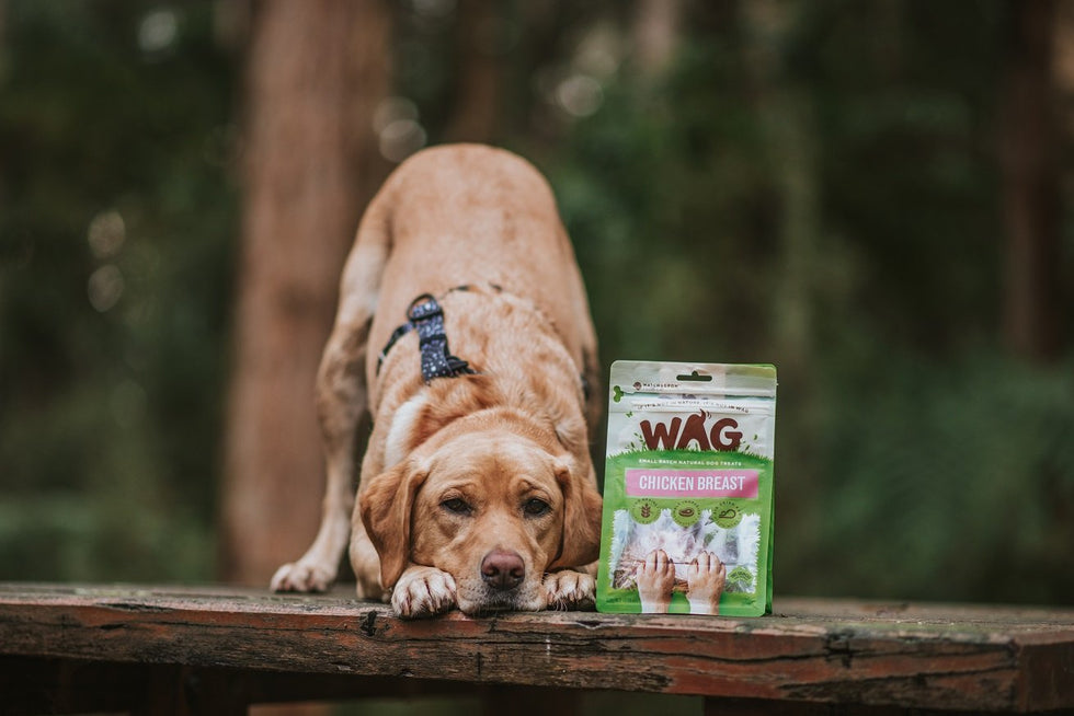 10 tips for training your dog from trainers around Australia