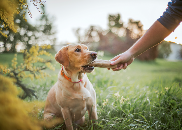 Coffee Wood Chews: A new chew toy in doggotown