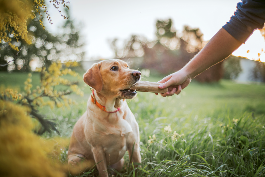 Coffee Wood Chews: A new chew toy in doggotown