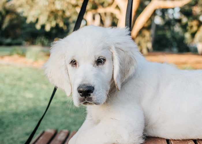 What you need to know: ‘Pandemic Puppies’