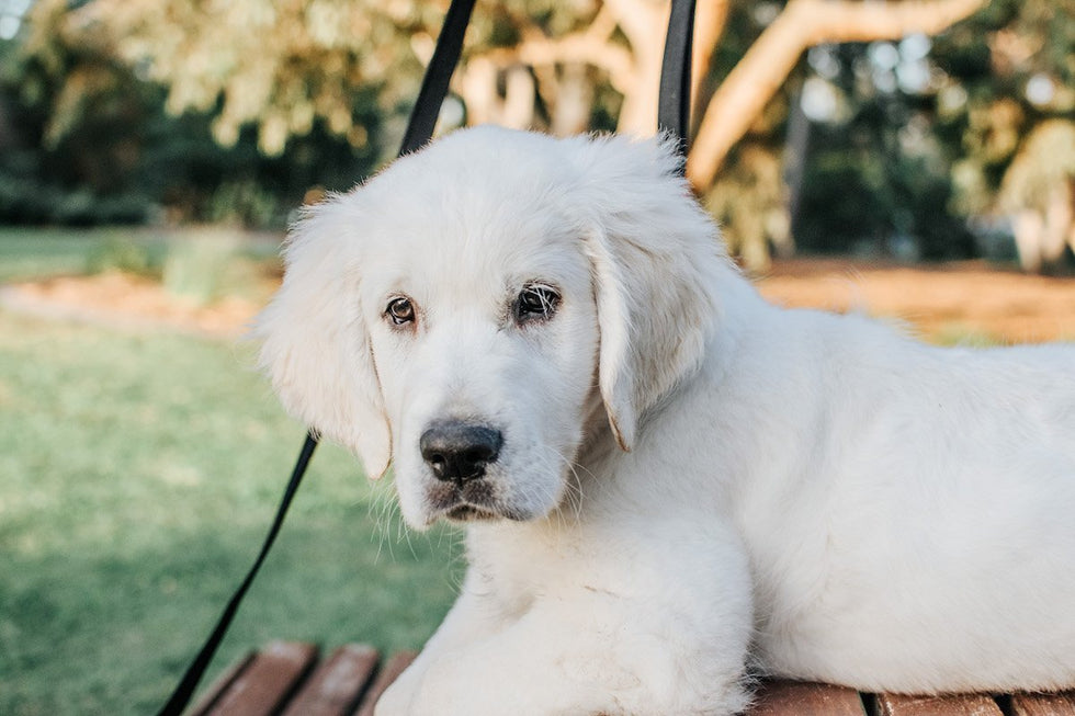 What you need to know: ‘Pandemic Puppies’