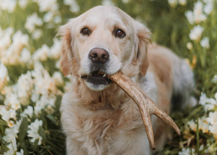Chews wisely: Which long-lasting treat suits my dog best?