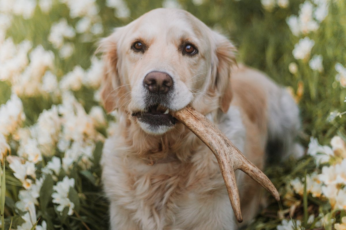 Pros and Cons of Deer Antlers for Dogs