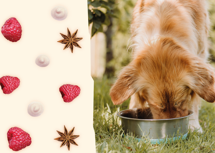 Can dogs eat aniseed?
