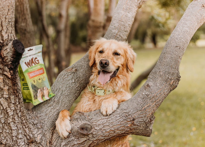 Is feeding your dog kangaroo bad for the environment?