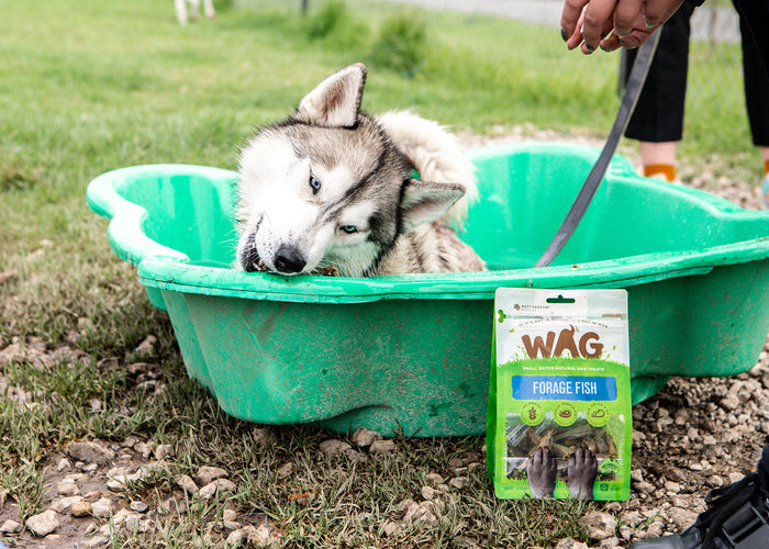 The Best Dog Enrichment Activities To Keep Your Pooch Occupied!
