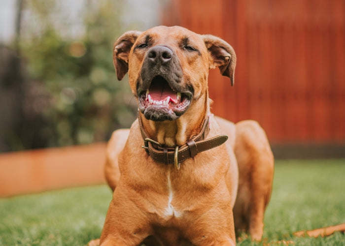 Canine Communication: Exploring the Reasons Behind Dog Barking