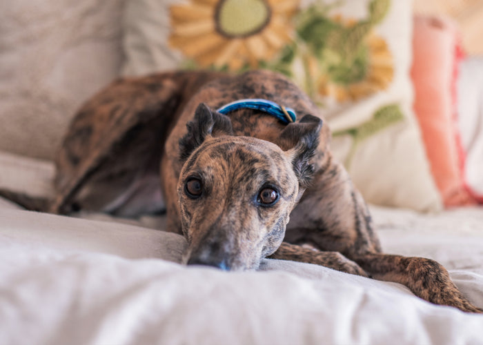 Help! How Do I Stop My Dog From Barking When I Leave Home?