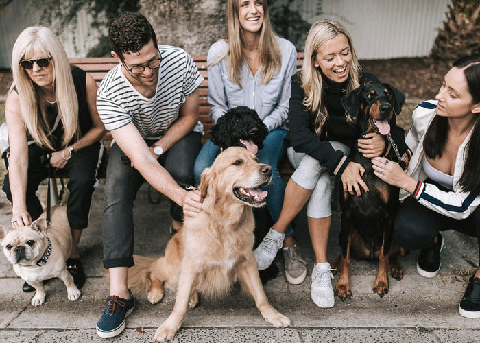 How To Ace Responsible Dog Ownership