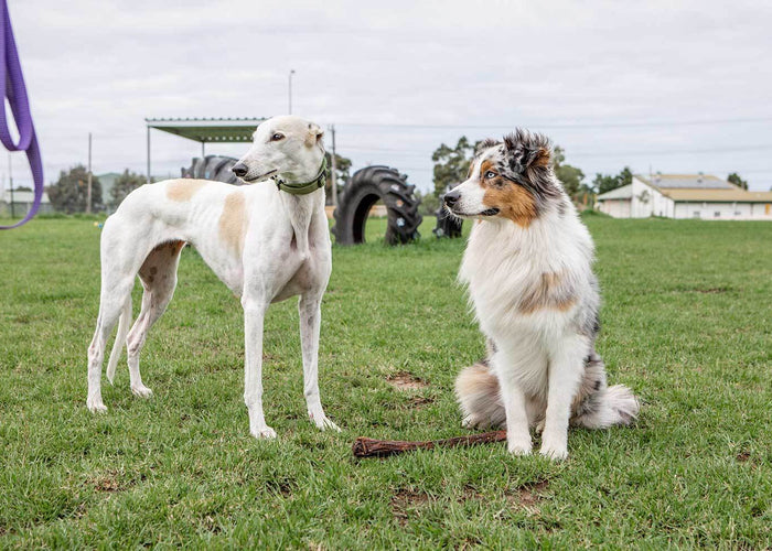 Sending Relaxing Vibes Your Way: How To Calm A Dog In A Storm