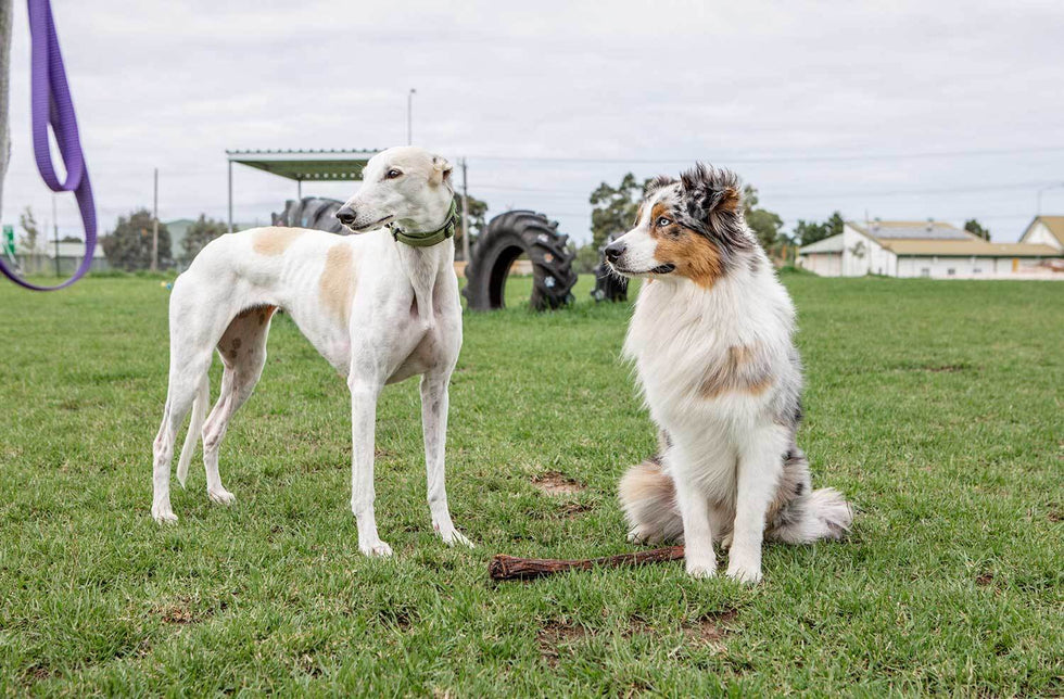 Sending Relaxing Vibes Your Way: How To Calm A Dog In A Storm