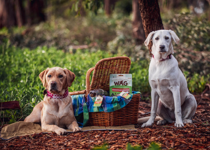 How To Introduce A Puppy To Your Dog