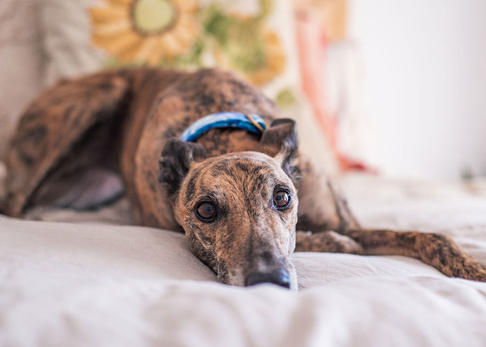 Say No To Cold Paws! How To Keep Dogs Warm In Winter