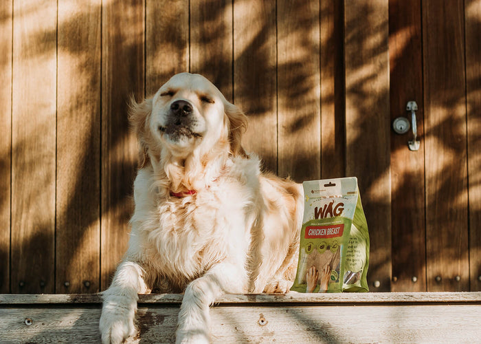 Beat the Heat! Keeping Your Doggo Cool This Summer