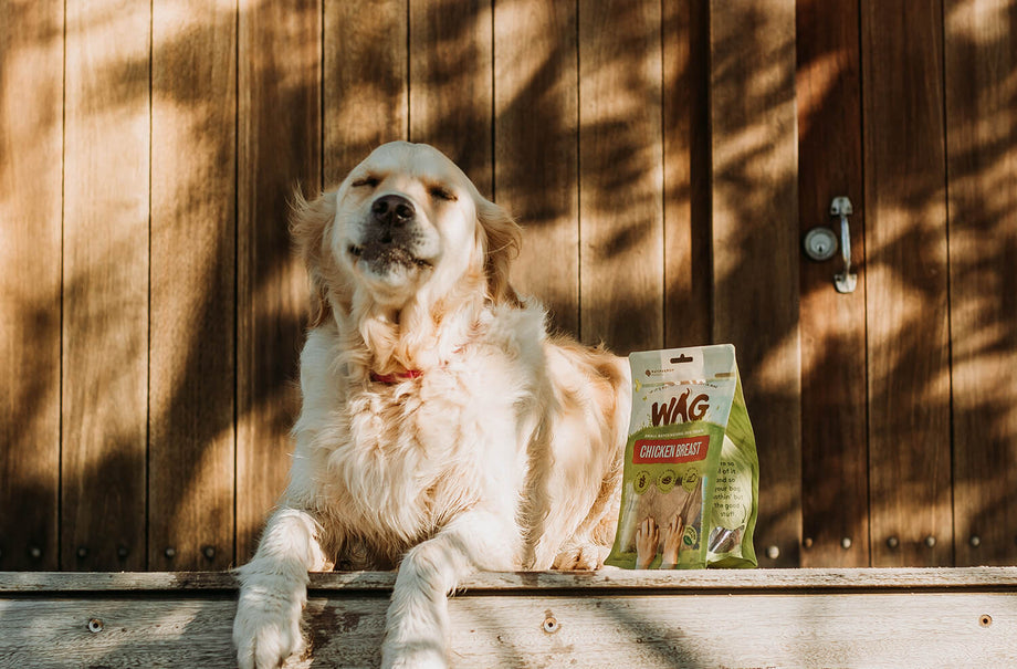 Beat the Heat! Keeping Your Doggo Cool This Summer