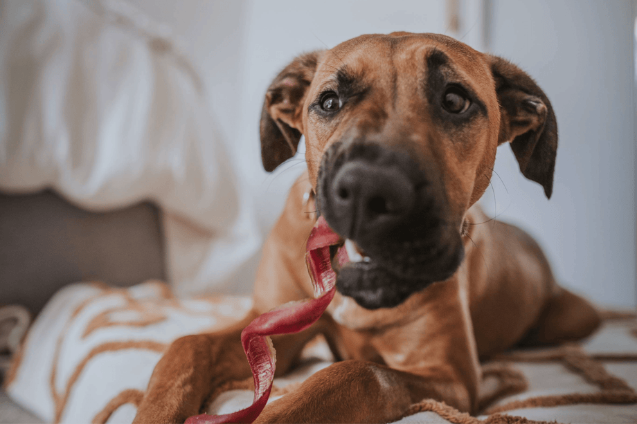 How to Puppy-Proof Your Home