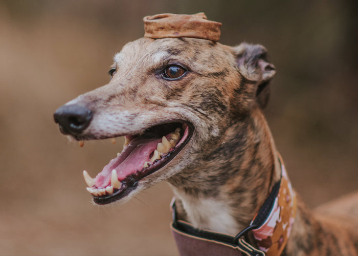 How to Treat Gingivitis in Dogs: A Guide to Canine Dental Health