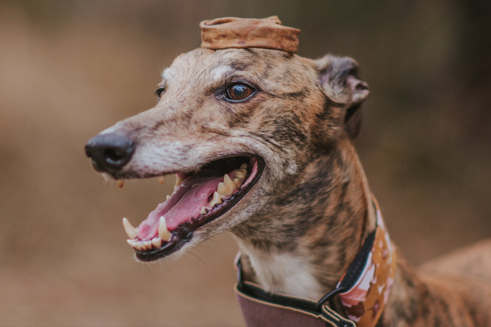 How to Treat Gingivitis in Dogs: A Guide to Canine Dental Health