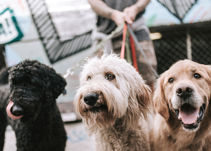 Our Guide On How To Socialise Your Dog & Why It Is So Important