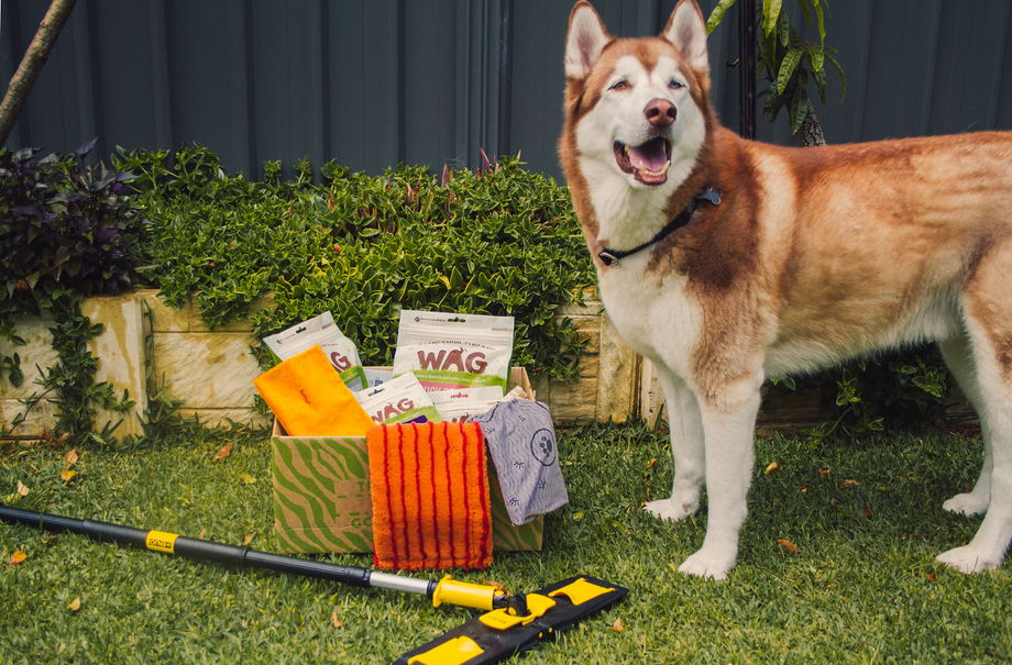 5 WAYS TO MAKE YOUR HOUSE CHRISTMAS READY FOR YOUR DOGGO!