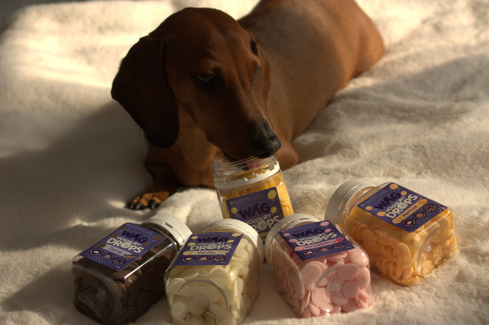 Is Yoghurt Good For Dogs?