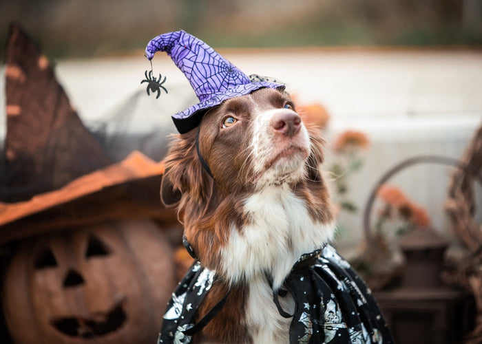 Spooktacular dog Halloween costume ideas