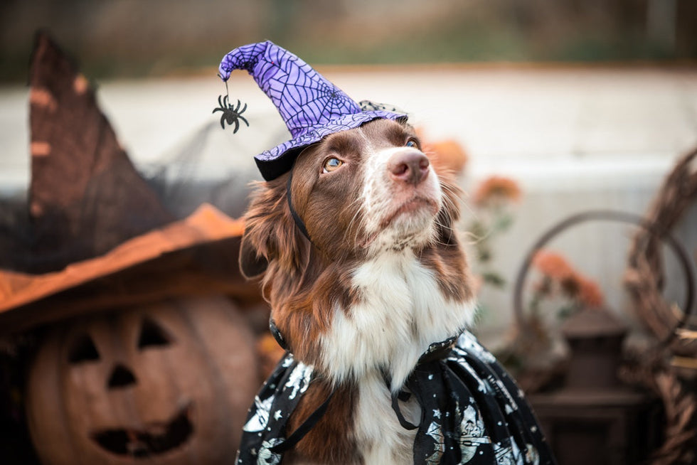 Spooktacular dog Halloween costume ideas