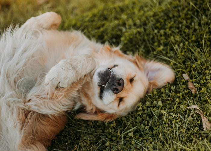 The Magic of Zoomies! Why Do Dogs Do Zoomies?