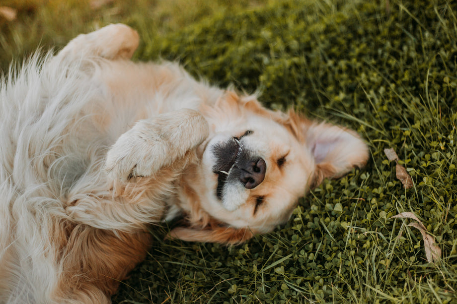 The Magic of Zoomies! Why Do Dogs Do Zoomies?