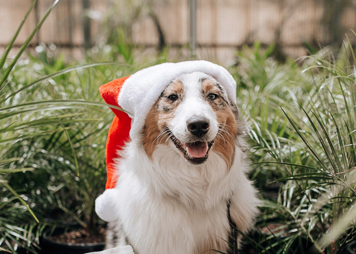 The WAG Guide To A Safe & Happy Festive Season With Your Dog