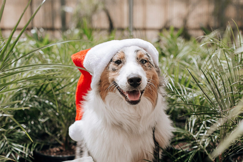 The WAG Guide To A Safe & Happy Festive Season With Your Dog