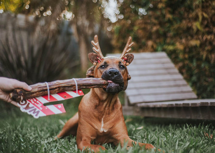 Homemade Christmas Gift Ideas Your Dogs Will Love!