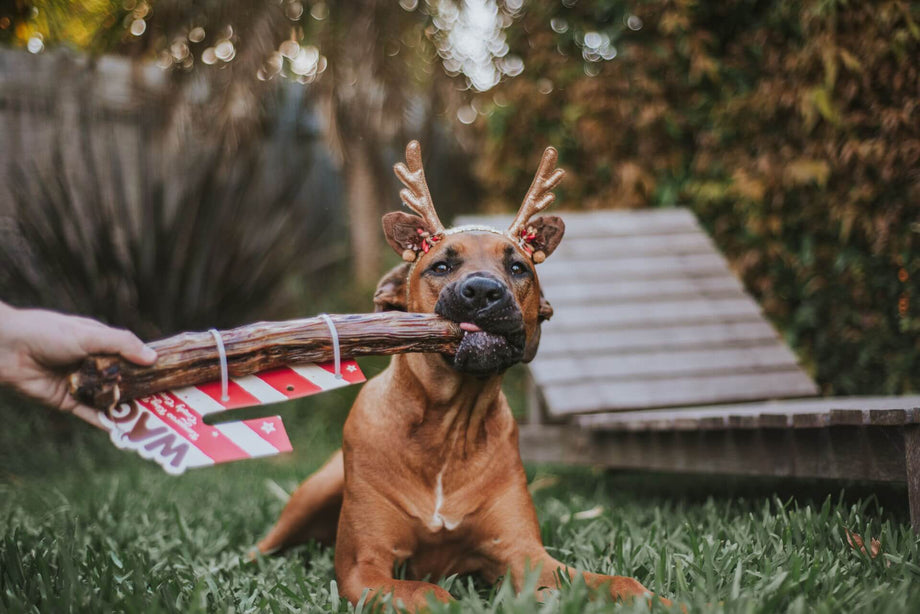 Homemade Christmas Gift Ideas Your Dogs Will Love!