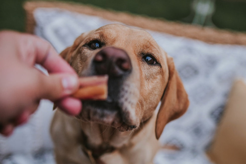 What ingredients to avoid in dog treats (and what to give instead)