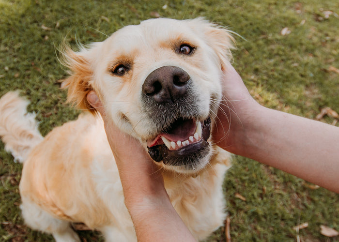 When Do Puppies Lose Their Teeth? A Guide to Understanding Your Puppy’s Teething Process