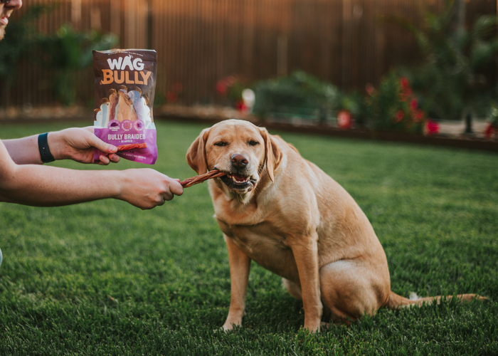 Bully Sticks: Everything you need to know