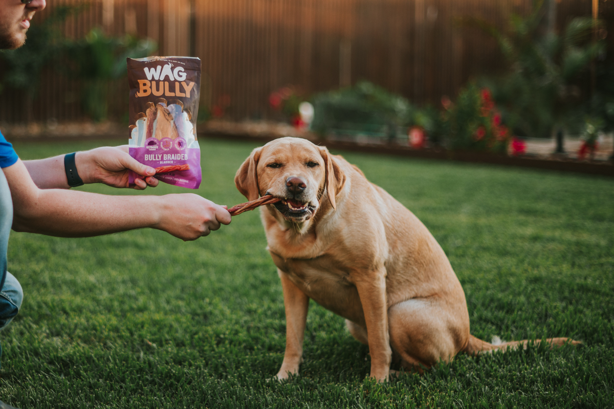 When Is The Best Time of Day To Feed Your Dog? - Best Bully Sticks