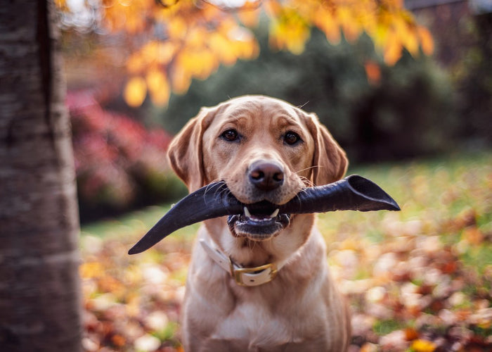 Do dental treats for dogs work?