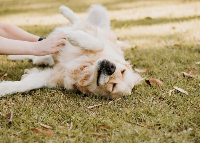 Can you feed your dog a 'plant based' or vegan diet?