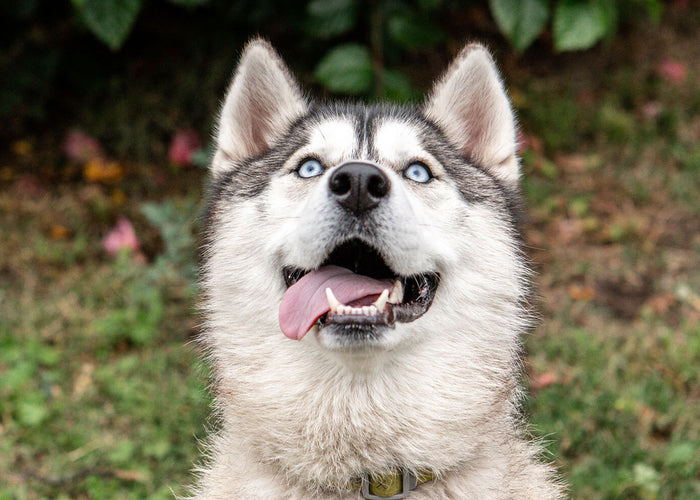 Can Dogs Eat Peanut Butter?