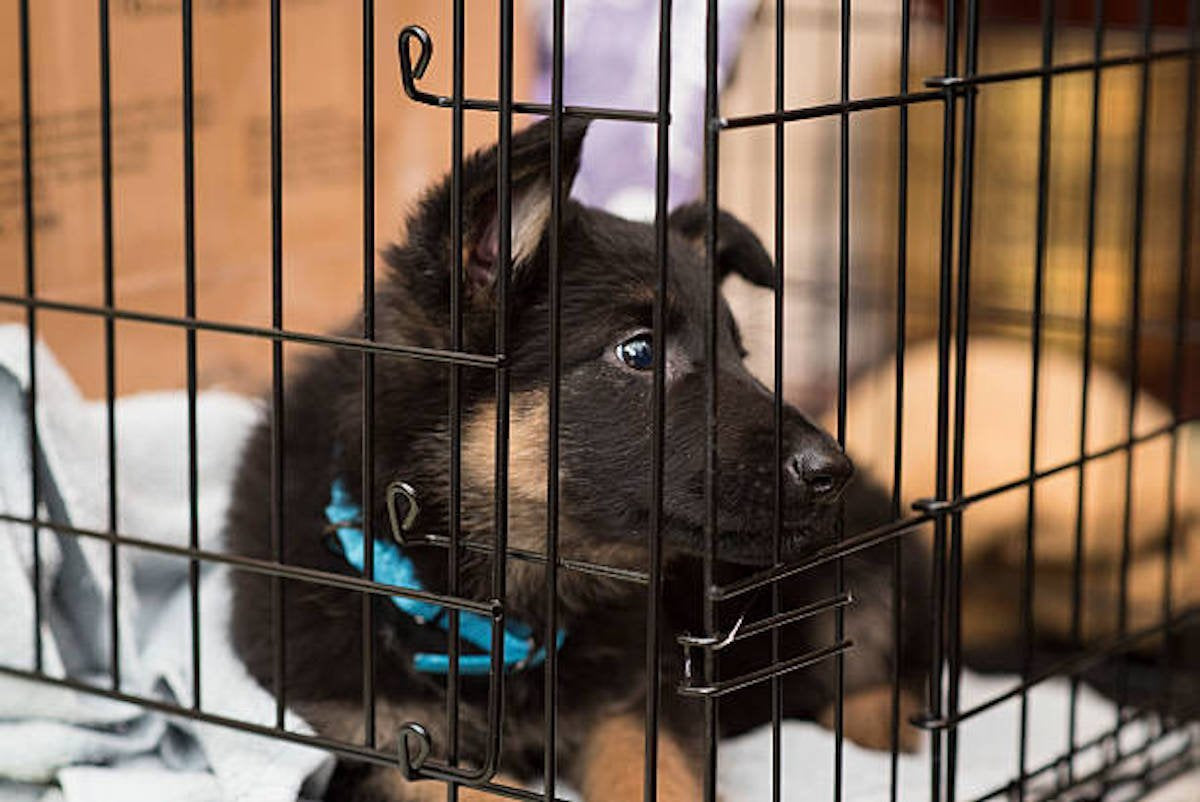 German shepherd crate outlet training