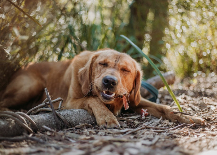 Puppy teething: what you need to know