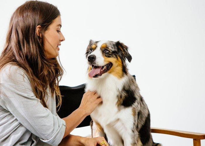 Taking your dog to work with you