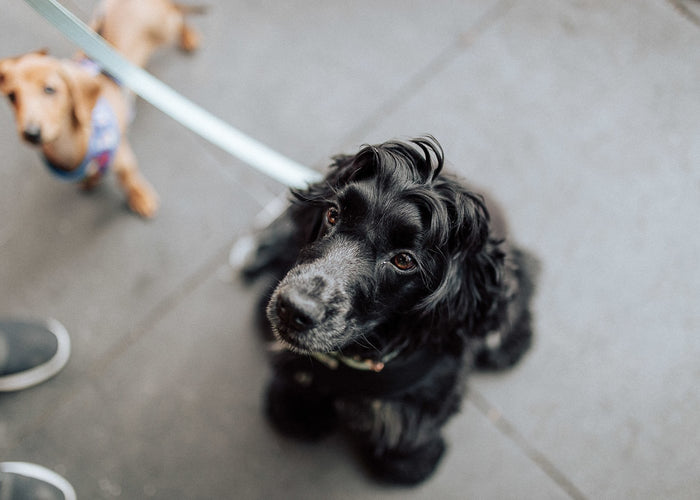 Is rawhide bad for my dog?