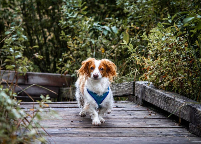What are novel proteins for dogs? Here's why they're worth wagging about