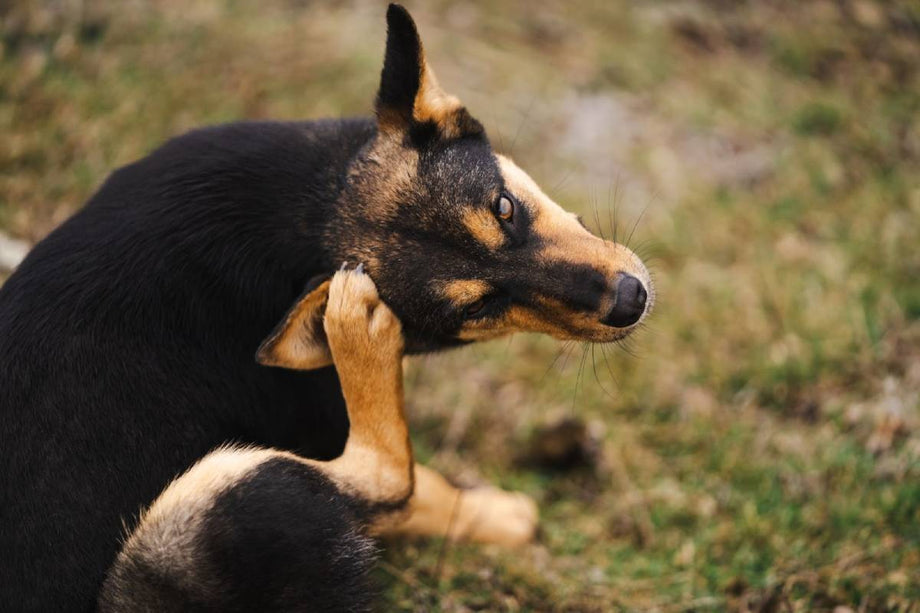 The best treats for dogs with allergies