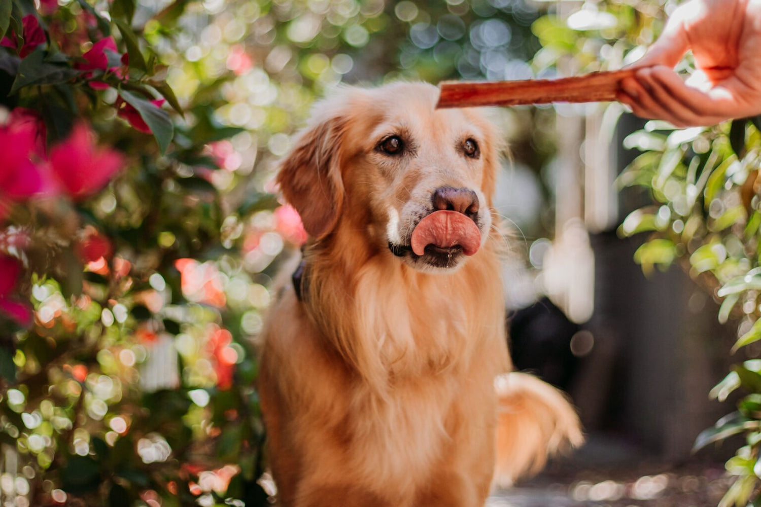 Dog allergic to outlet beef symptoms