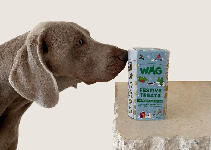 10 Fun and Festive Christmas Activities to Enjoy with Your Dog